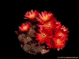 Sulcorebutia verticillacantha v. cuprea HS273 2024